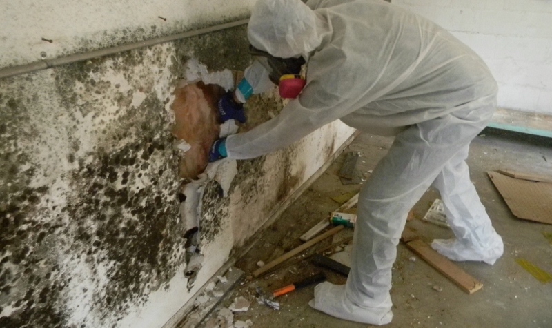 Mold inspection Greater Chicago