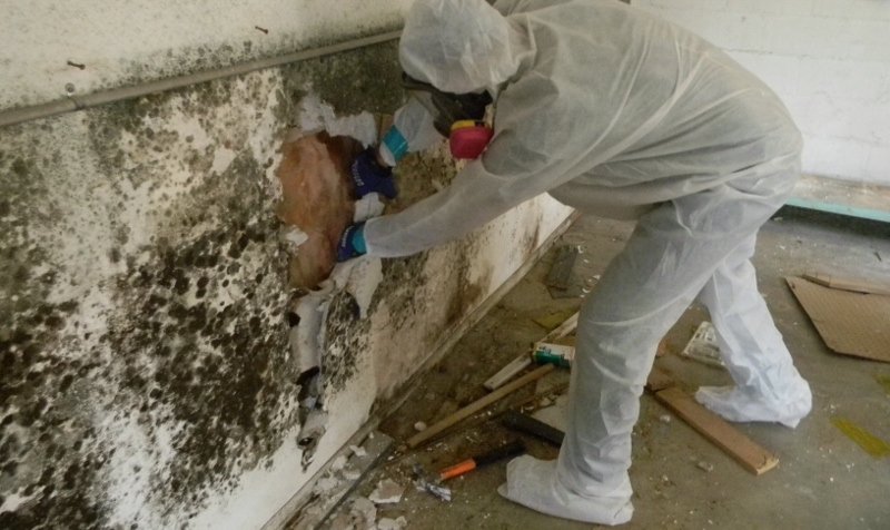 Mold inspection Greater Chicago